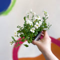 Rock Cress - Aubrieta 'Axcent White' - British Grown Evergreen Perennial Alpine - Sprouts of Bristol