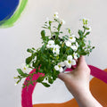 Rock Cress - Aubrieta 'Axcent White' - British Grown Evergreen Perennial Alpine - Sprouts of Bristol