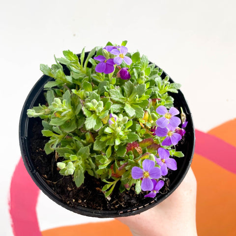 Rock Cress - Aubrieta Deltoidea 'Blaumeise' - British Grown Evergreen Perennial Alpine - Sprouts of Bristol