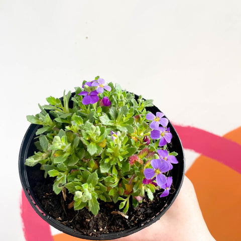 Rock Cress - Aubrieta Deltoidea 'Blaumeise' - British Grown Evergreen Perennial Alpine - Sprouts of Bristol