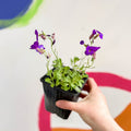 Rock Cress - Aubrieta gracilis 'Chianti' - British Grown Evergreen Perennial Alpine - Sprouts of Bristol