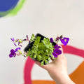 Rock Cress - Aubrieta gracilis 'Chianti' - British Grown Evergreen Perennial Alpine - Sprouts of Bristol