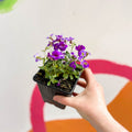 Rock Cress - Aubrieta gracilis 'Glacier Blue' - British Grown Evergreen Perennial Alpine - Sprouts of Bristol