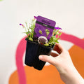 Rock Cress - Aubrieta gracilis 'Glacier Violet' - British Grown Evergreen Perennial Alpine - Sprouts of Bristol