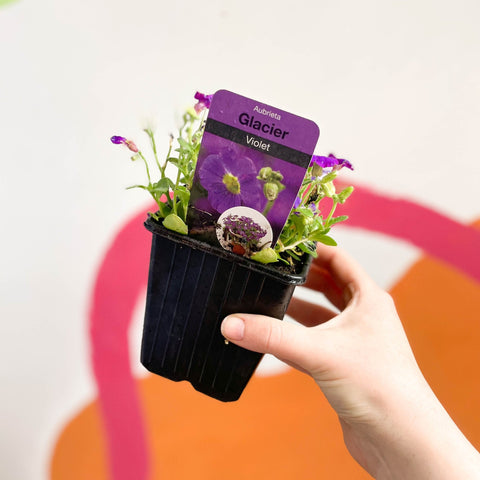 Rock Cress - Aubrieta gracilis 'Glacier Violet' - British Grown Evergreen Perennial Alpine - Sprouts of Bristol