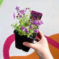 Rock Cress - Aubrieta hybrida 'Axcent Antique Rose' - British Grown Evergreen Perennial Alpine - Sprouts of Bristol