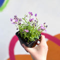 Rock Cress - Aubrieta hybrida 'Axcent Antique Rose' - British Grown Evergreen Perennial Alpine - Sprouts of Bristol