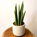 Rocket snake plant - sansevieria cylindrica - Sprouts of Bristol