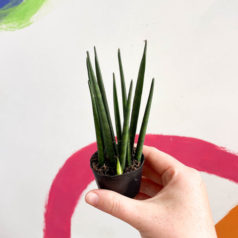 Rocket snake plant - sansevieria cylindrica - Sprouts of Bristol