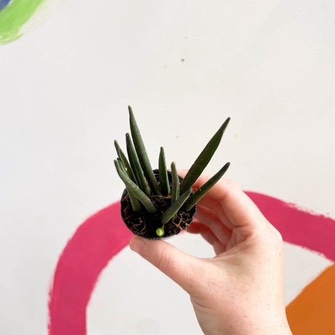 Rocket snake plant - sansevieria cylindrica - Sprouts of Bristol
