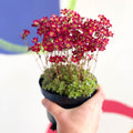 Rockfoils - Saxifraga 'Peter Pan' - Sprouts of Bristol