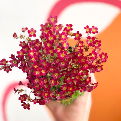 Rockfoils - Saxifraga 'Peter Pan' - Sprouts of Bristol