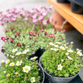 Rockfoils - Saxifraga x arendsii - Sprouts of Bristol
