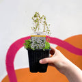 Rockfoils - Saxifraga x arendsii 'Alba' - British Grown Evergreen Perennial Alpine - Sprouts of Bristol