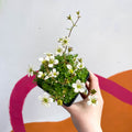 Rockfoils - Saxifraga x arendsii 'Alba' - British Grown Evergreen Perennial Alpine - Sprouts of Bristol