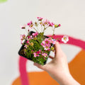 Rockfoils - Saxifraga x arendsii 'Alpino Pink' - British Grown Evergreen Perennial Alpine - Sprouts of Bristol