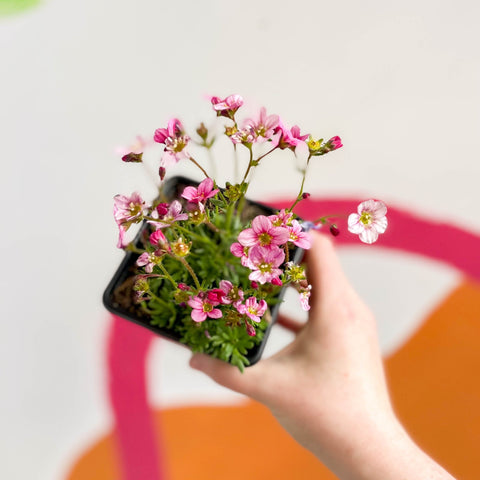 Rockfoils - Saxifraga x arendsii 'Alpino Pink' - British Grown Evergreen Perennial Alpine - Sprouts of Bristol