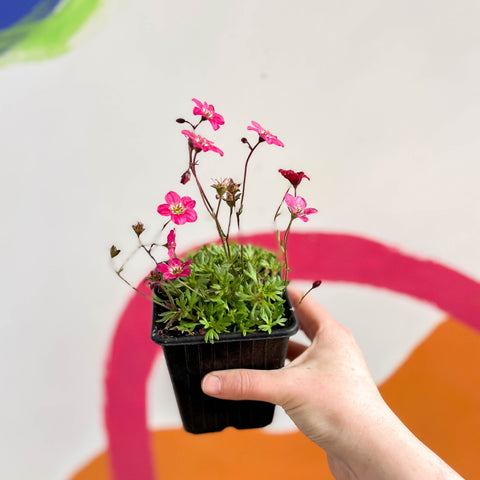 Rockfoils - Saxifraga x arendsii 'Alpino Red' - British Grown Evergreen Perennial Alpine - Sprouts of Bristol