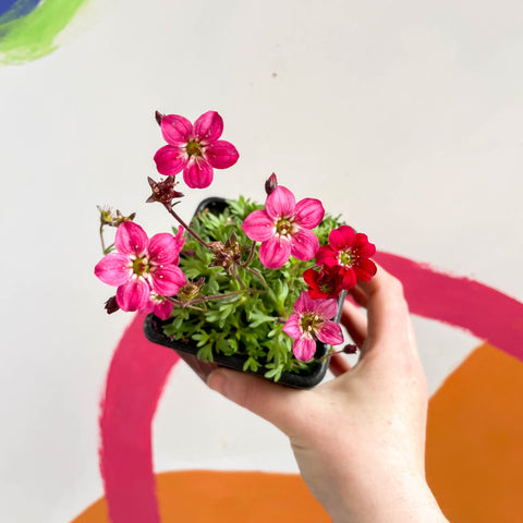 Rockfoils - Saxifraga x arendsii 'Alpino Red' - British Grown Evergreen Perennial Alpine - Sprouts of Bristol
