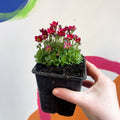 Rockfoils - Saxifraga x arendsii 'Touran Deep Red' - British Grown Evergreen Perennial Alpine - Sprouts of Bristol