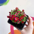 Rockfoils - Saxifraga x arendsii 'Touran Deep Red' - British Grown Evergreen Perennial Alpine - Sprouts of Bristol