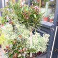 Rose Bay - Nerium oleander - Evergreen Shrub - Sprouts of Bristol