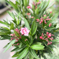 Rose Bay - Nerium oleander - Evergreen Shrub - Sprouts of Bristol