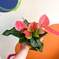 Rose Flamingo Flower - Anthurium andraeanum 'Rose' - Sprouts of Bristol