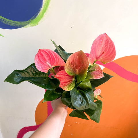 Rose Flamingo Flower - Anthurium andraeanum 'Rose' - Sprouts of Bristol