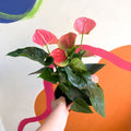 Rose Flamingo Flower - Anthurium andraeanum 'Rose' - Sprouts of Bristol