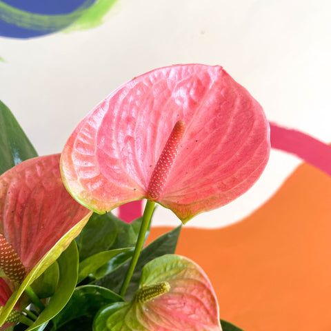 Rose Flamingo Flower - Anthurium andraeanum 'Rose' - Sprouts of Bristol