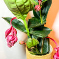 Rose Grape - Medinilla lambada 'Magnifica' - Sprouts of Bristol