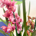 Rose Pink Boat Orchid - Cymbidium - Sprouts of Bristol