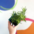 Rosemary - Rosmarinus officinalis - Cotswolds Grown Culinary Herbs - Sprouts of Bristol