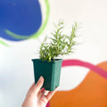 Rosemary - Rosmarinus officinalis - Cotswolds Grown Culinary Herbs - Sprouts of Bristol