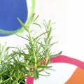 Rosemary - Rosmarinus officinalis - Cotswolds Grown Culinary Herbs - Sprouts of Bristol