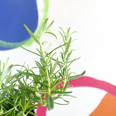 Rosemary - Rosmarinus officinalis - Cotswolds Grown Culinary Herbs - Sprouts of Bristol