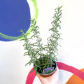 Rosemary - Rosmarinus officinalis 'Green Rosi' - UK Grown Culinary Herbs - Sprouts of Bristol