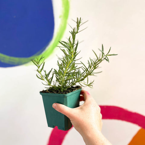Rosemary - Rosmarinus 'Tuscan Blue' - Cotswolds Grown Culinary Herbs - Sprouts of Bristol