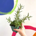 Rosemary - Rosmarinus 'Tuscan Blue' - Cotswolds Grown Culinary Herbs - Sprouts of Bristol