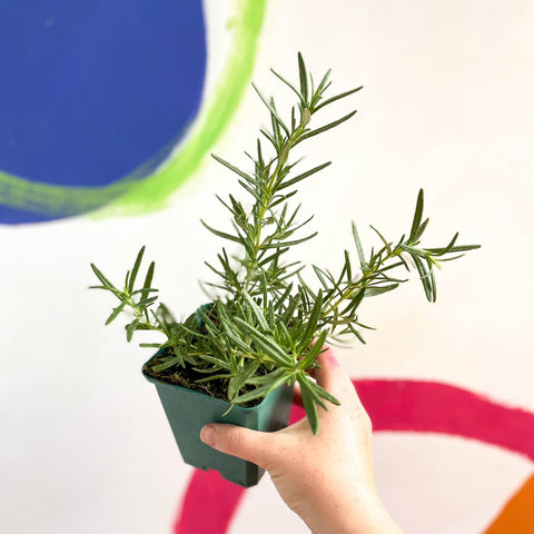 Rosemary - Rosmarinus 'Tuscan Blue' - Cotswolds Grown Culinary Herbs - Sprouts of Bristol