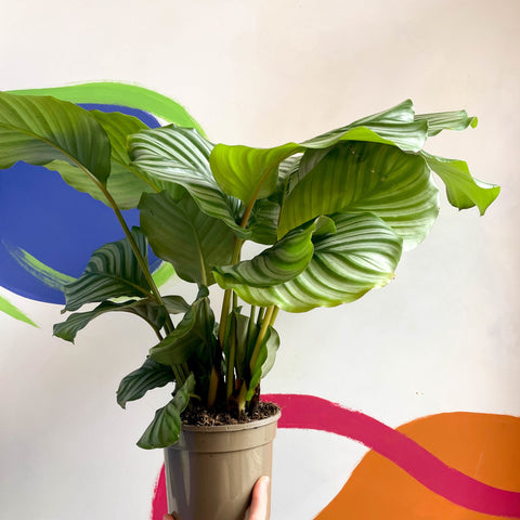 Round Leaf Calathea - Calathea orbifolia - British Grown - Sprouts of Bristol