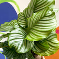 Round Leaf Calathea - Calathea orbifolia - British Grown - Sprouts of Bristol