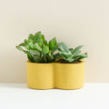 Rowan Double Planter - Sprouts of Bristol