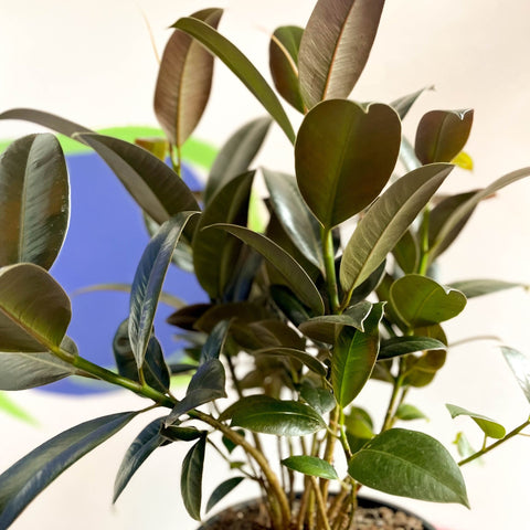 Rubber Plant - Ficus elastica 'Melany' - Sprouts of Bristol