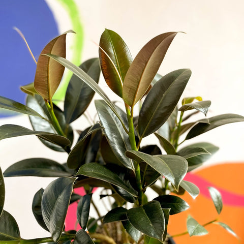 Rubber Plant - Ficus elastica 'Melany' - Sprouts of Bristol