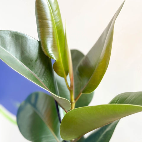Rubber Plant - Ficus elastica 'Robusta' - Sprouts of Bristol