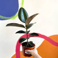 Rubber Tree - Ficus elastica 'Robusta' - British Grown - Sprouts of Bristol