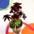 Rudbeckia 'Summerina Pumpernicklel' - Cotswold Grown Perennial - Sprouts of Bristol