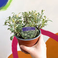 Sage - Salvia officinalis 'Tricolour' - British Grown Culinary Herbs - Sprouts of Bristol